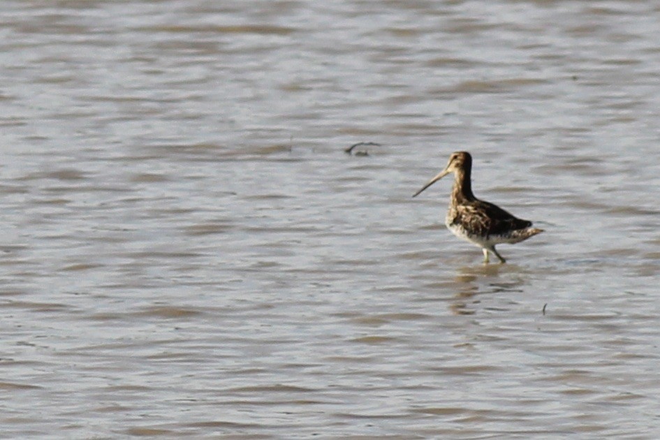 Pantanal Snipe - ML639735384