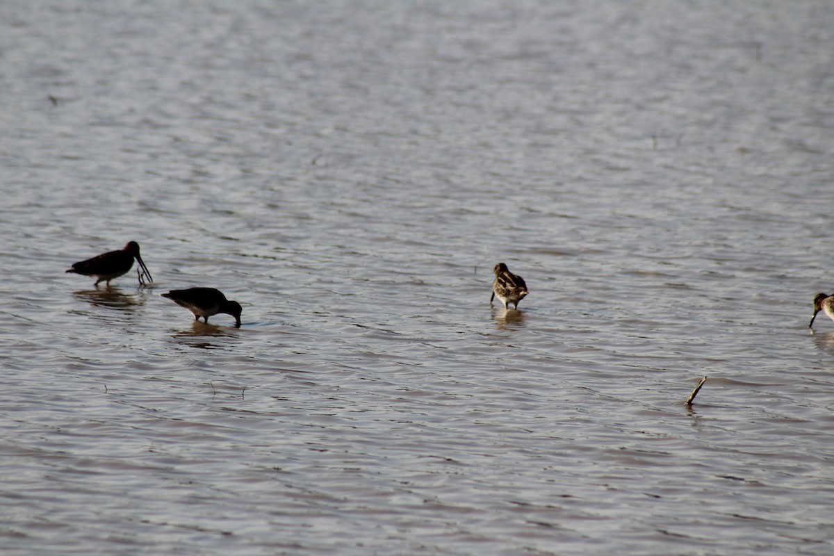 Pantanal Snipe - ML639735392