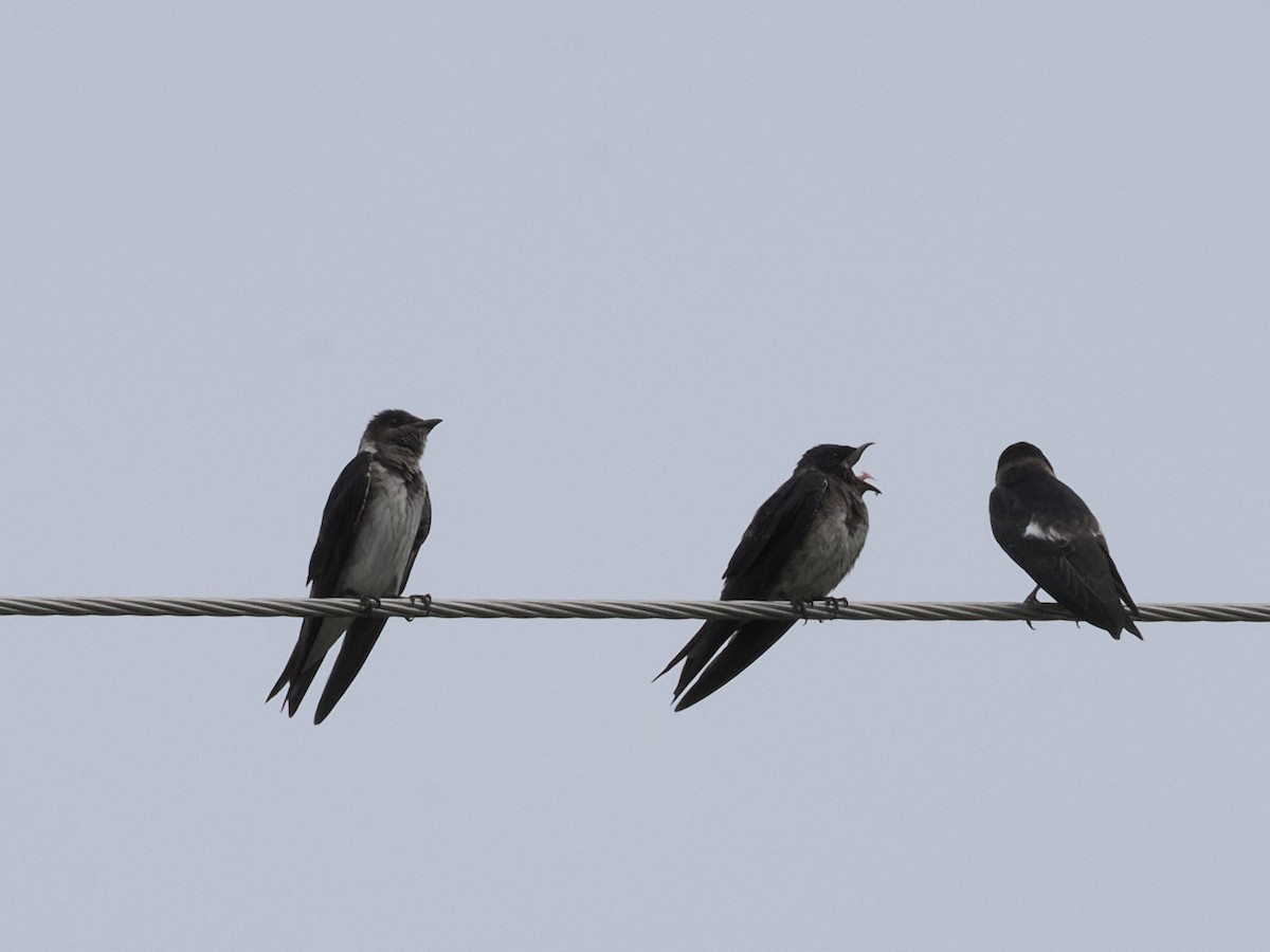 Purple Martin - ML639735395
