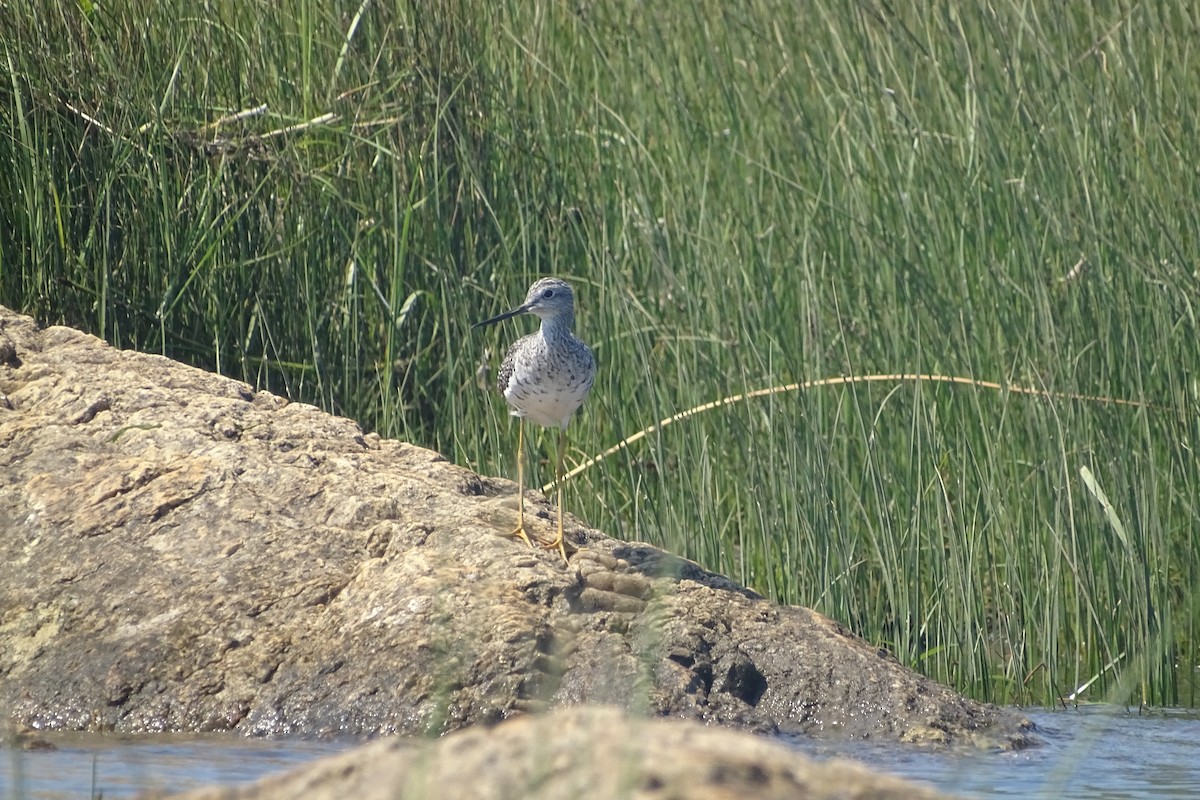 Greater Yellowlegs - ML639735456
