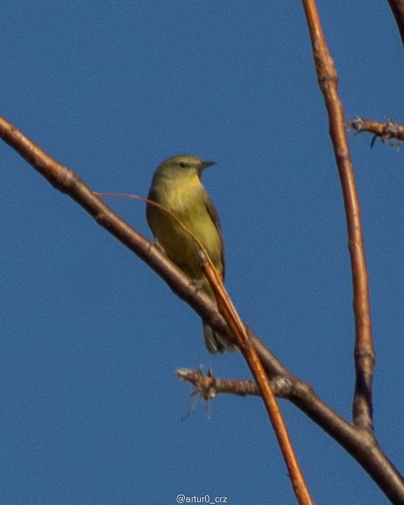 Orange-crowned Warbler - ML639735468
