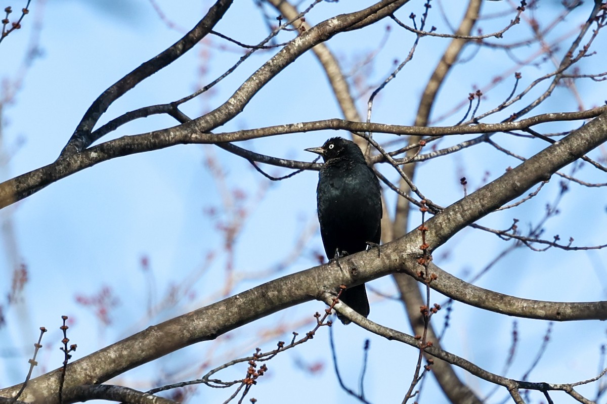 Rusty Blackbird - ML639735478
