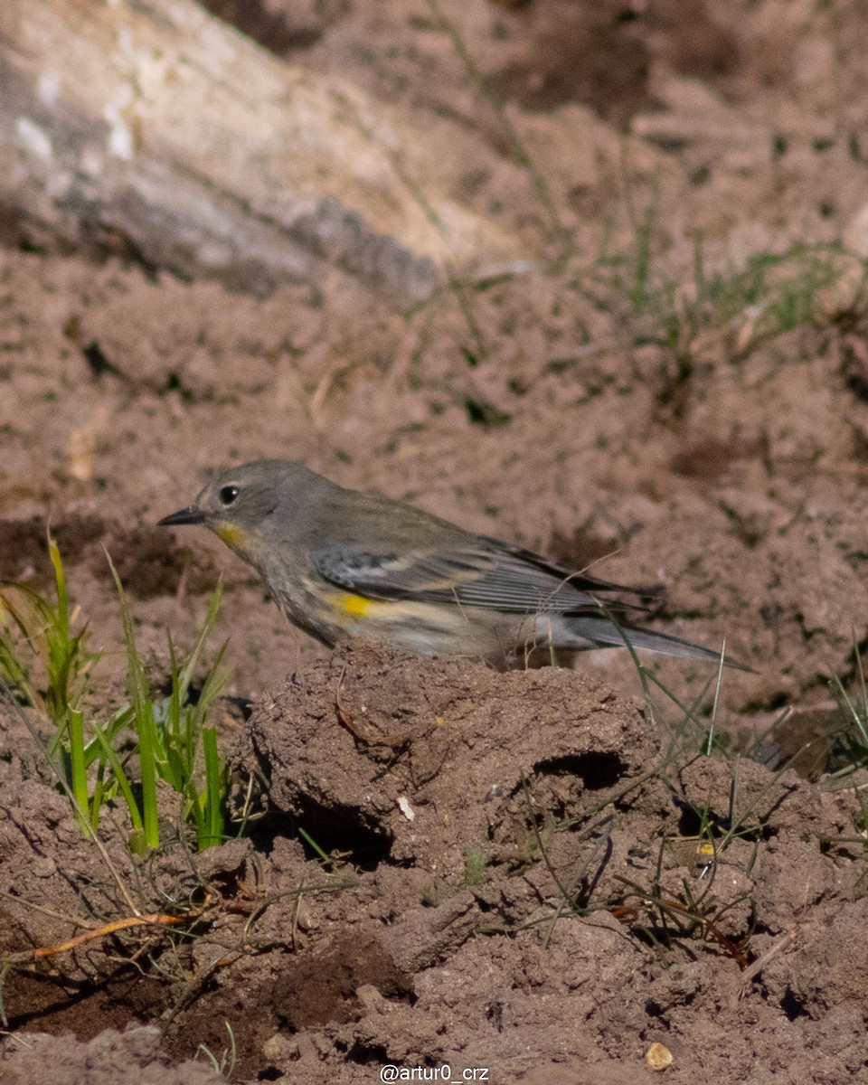 Yellow-rumped Warbler - ML639735487