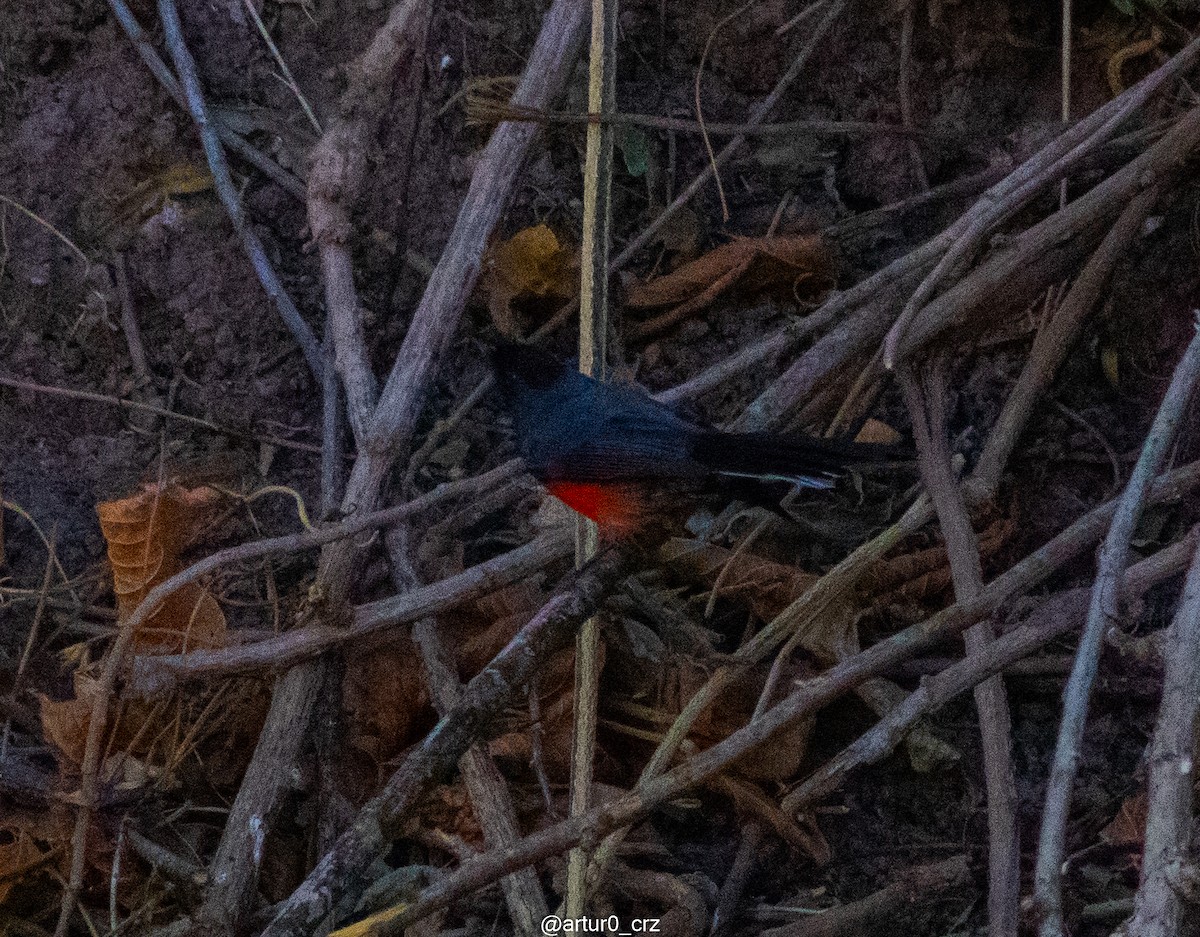 Slate-throated Redstart - ML639735506