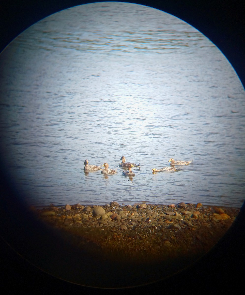 Flying Steamer-Duck - ML639735507