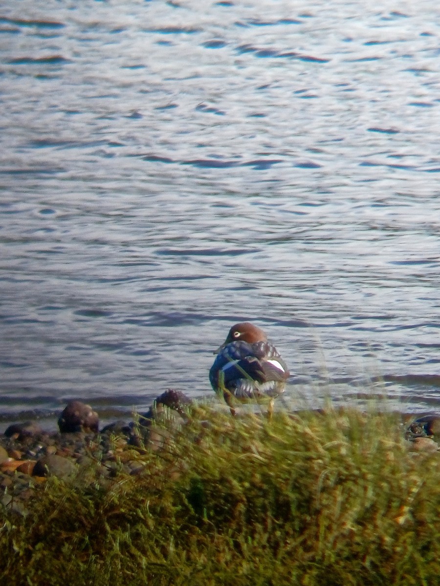 Flying Steamer-Duck - ML639735508