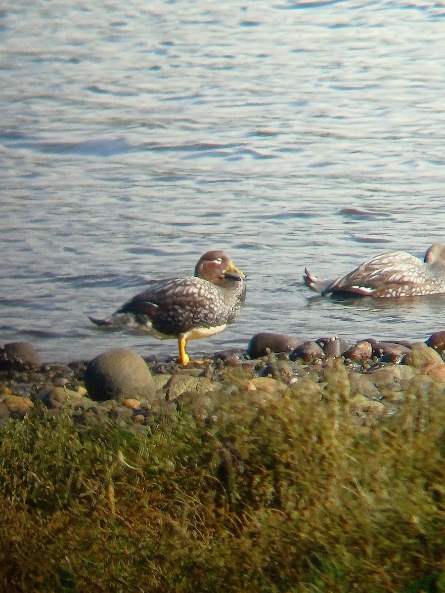 Flying Steamer-Duck - ML639735509