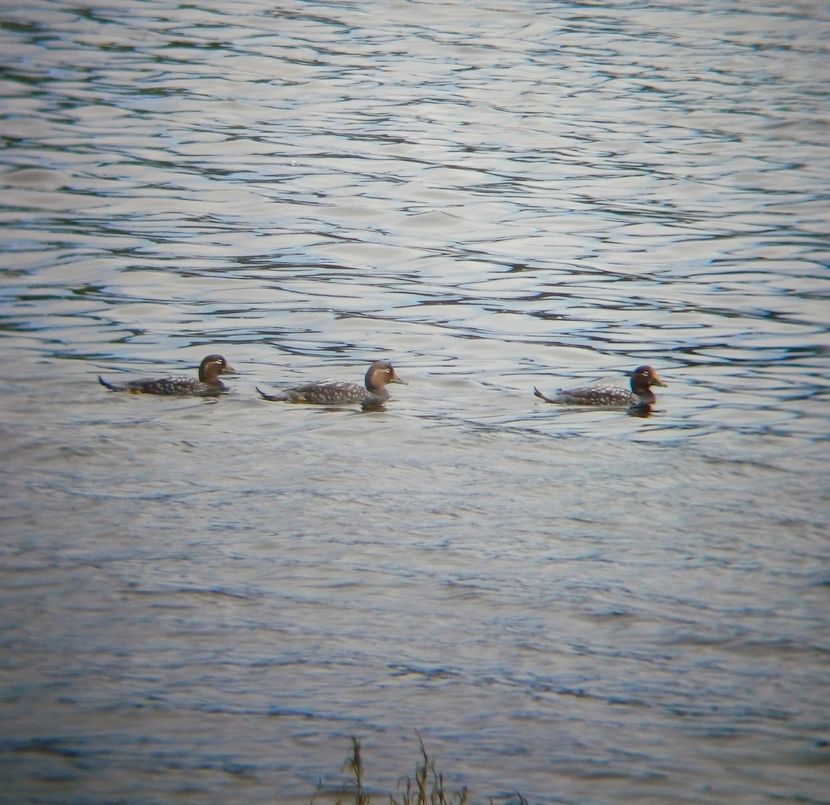 Flying Steamer-Duck - ML639735510