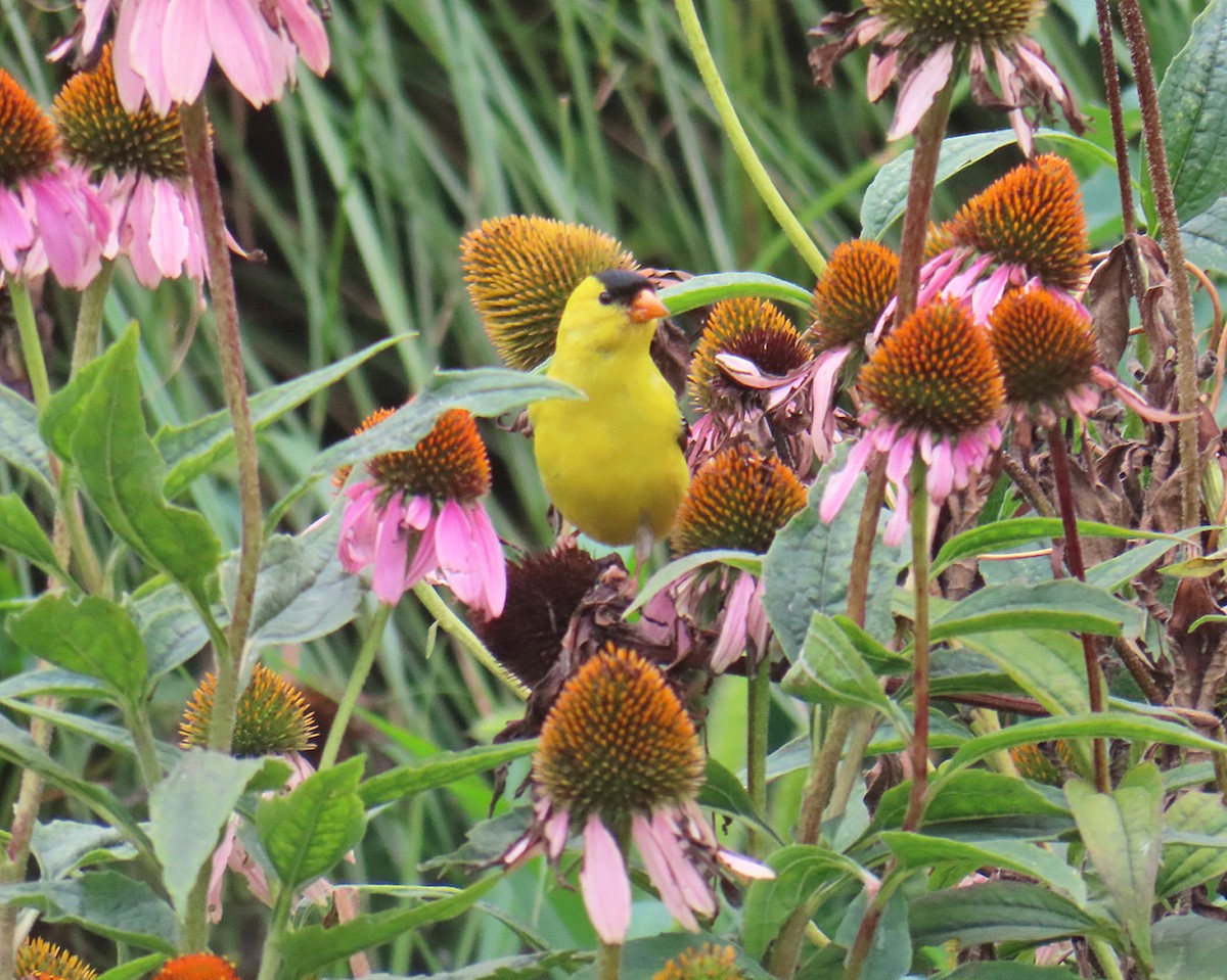 American Goldfinch - ML639735561
