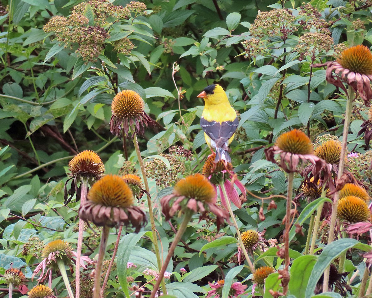 American Goldfinch - ML639735564