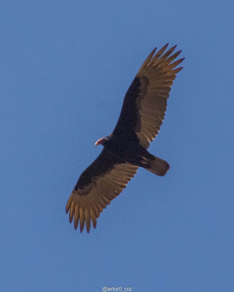 Turkey Vulture - ML639735610