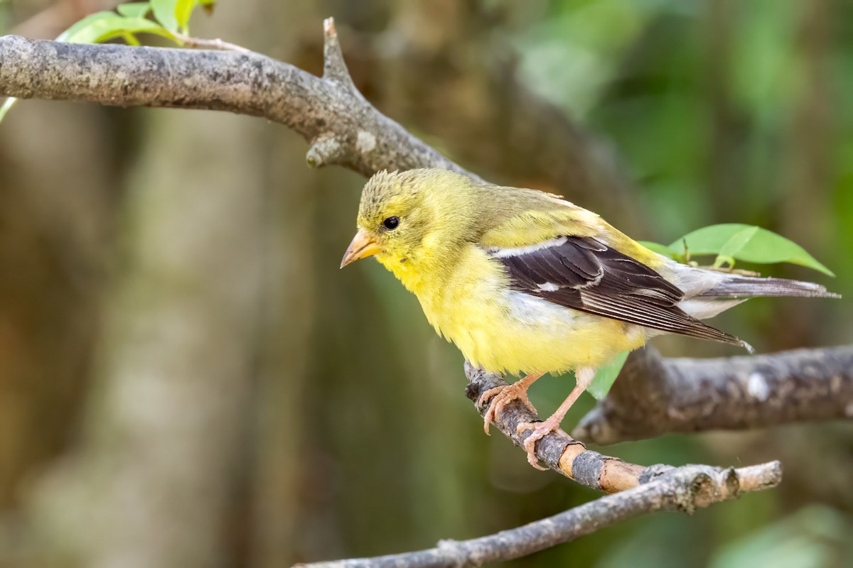 American Goldfinch - ML639735621
