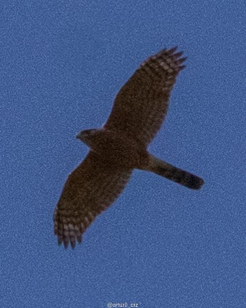 Cooper's Hawk - ML639735647