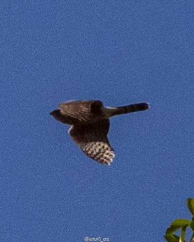 Cooper's Hawk - ML639735649