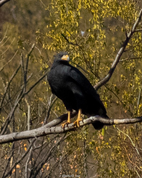 Common Black Hawk - ML639735658