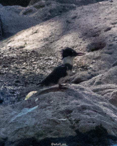 Belted Kingfisher - ML639735660