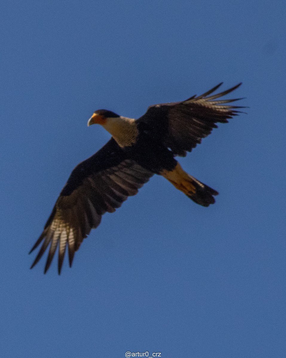 Crested Caracara - ML639735668