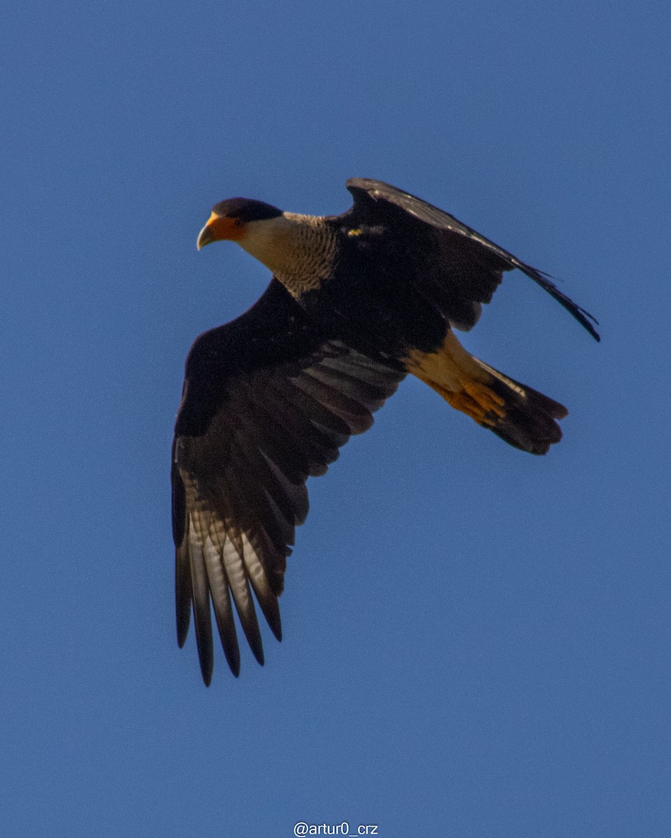 Crested Caracara - ML639735670