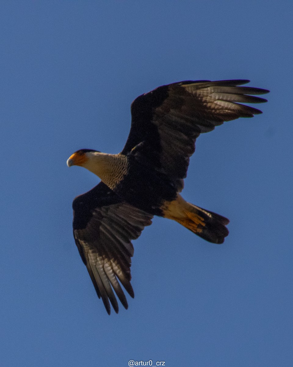 Crested Caracara - ML639735674