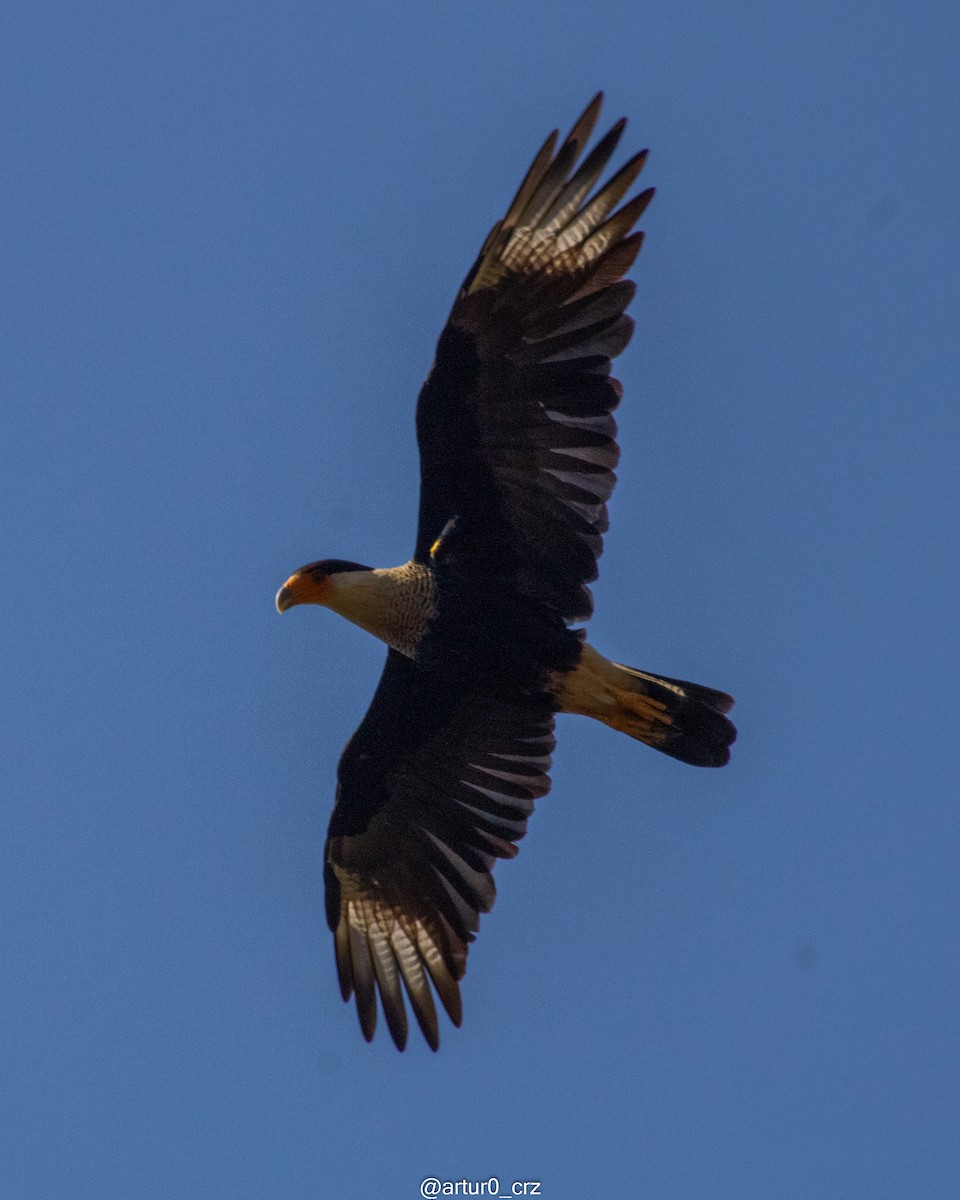 Crested Caracara - ML639735675