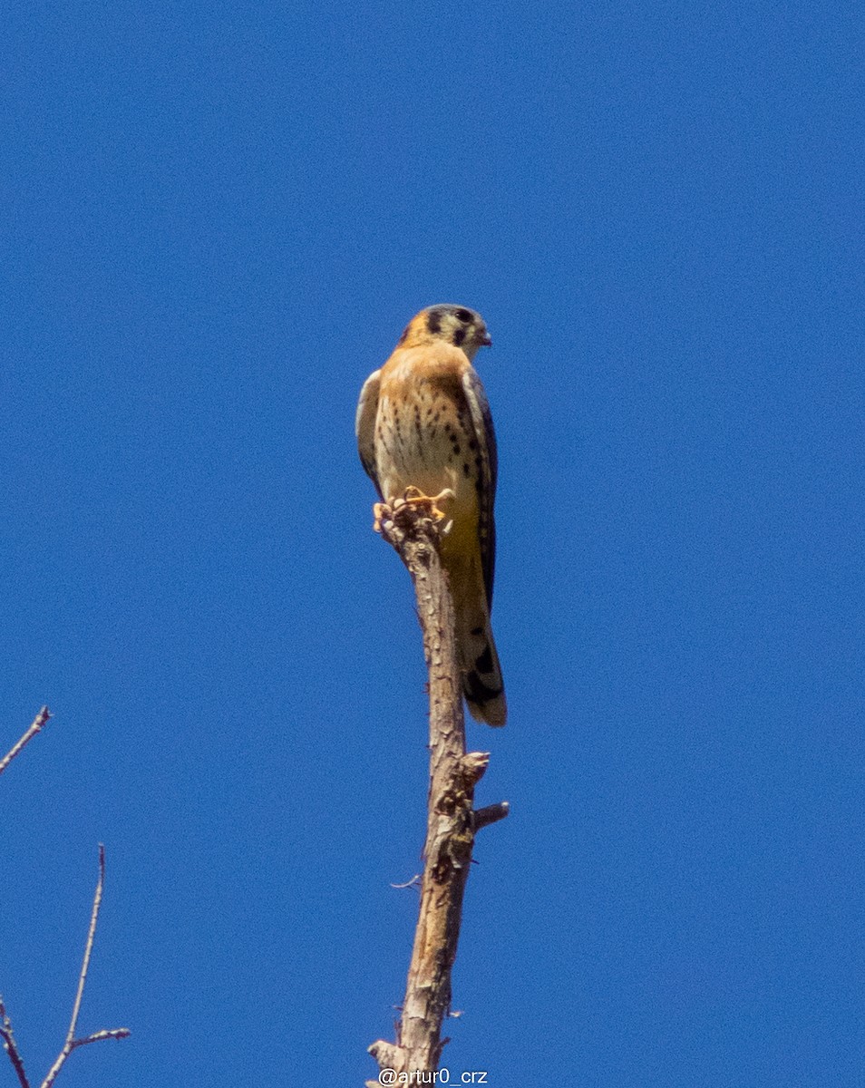 American Kestrel - ML639735682