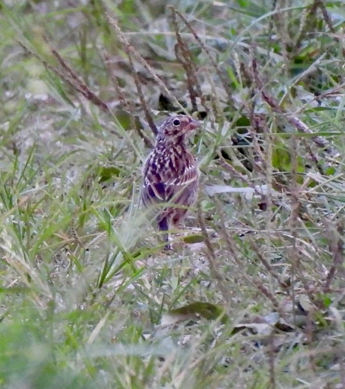 vesperspurv - ML639735732