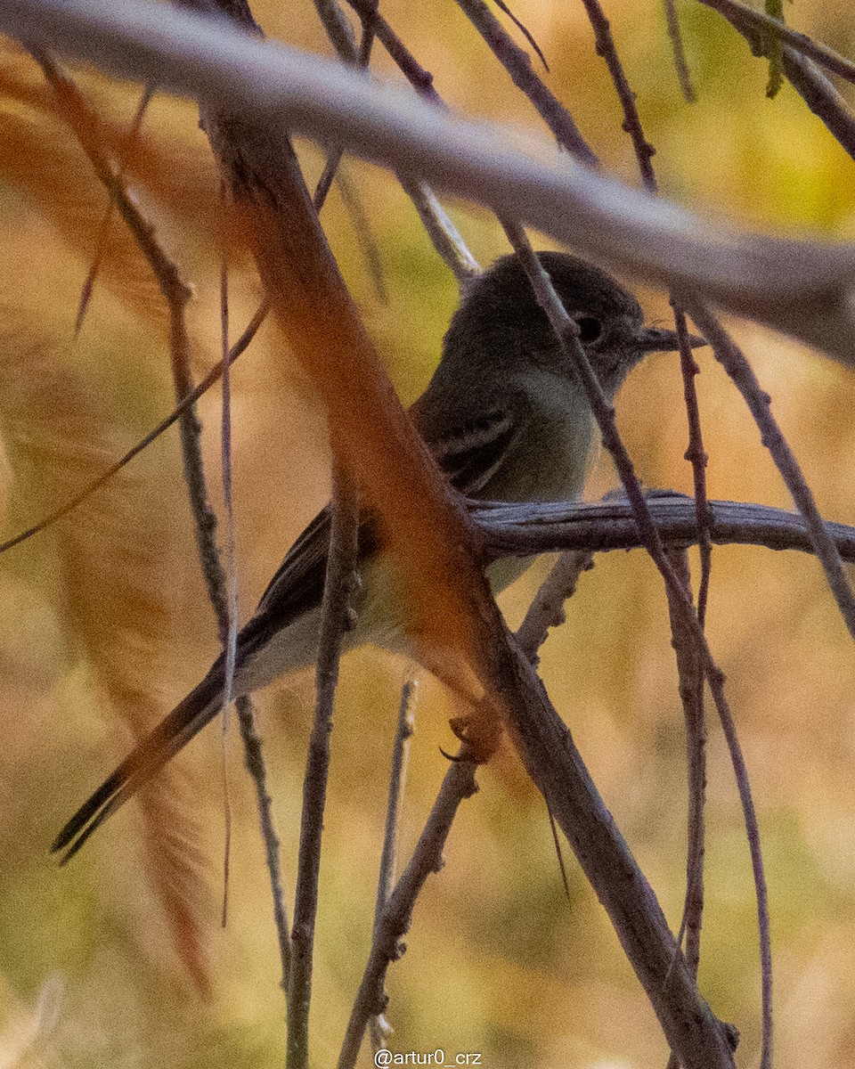 Gray Flycatcher - ML639735752