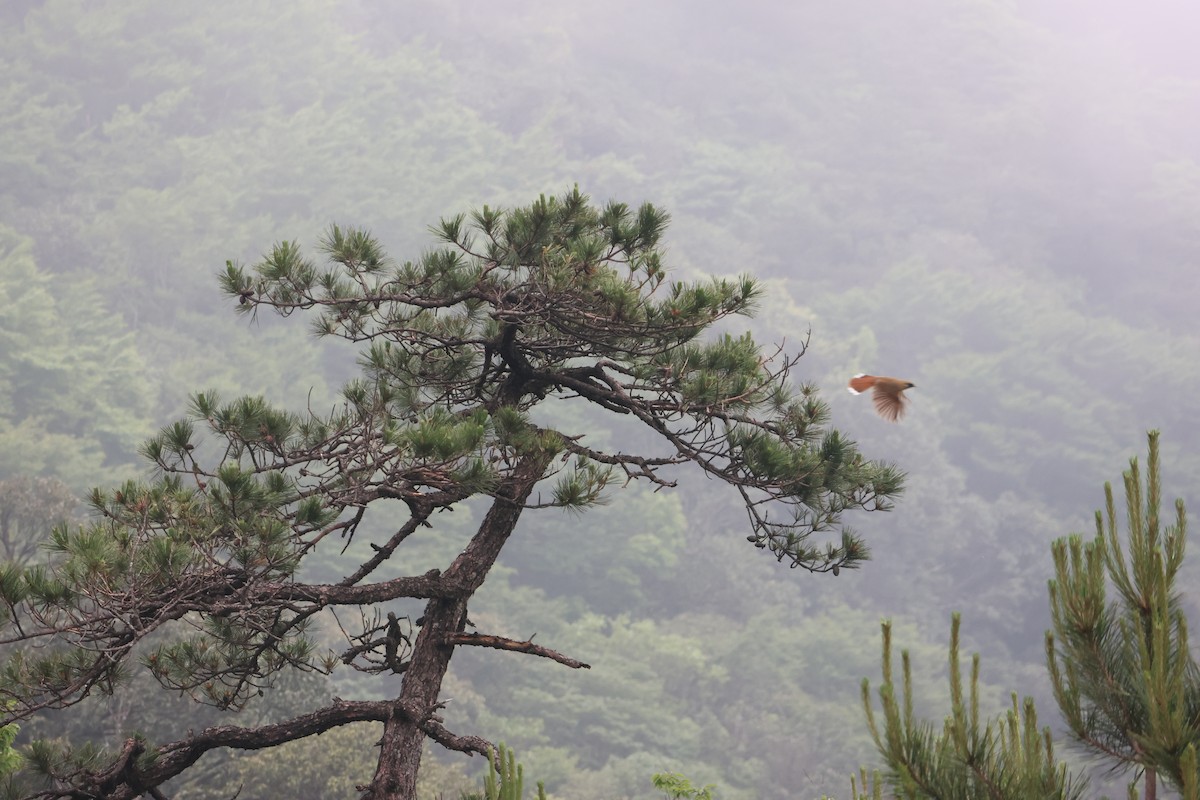 Buffy Laughingthrush - ML639735754