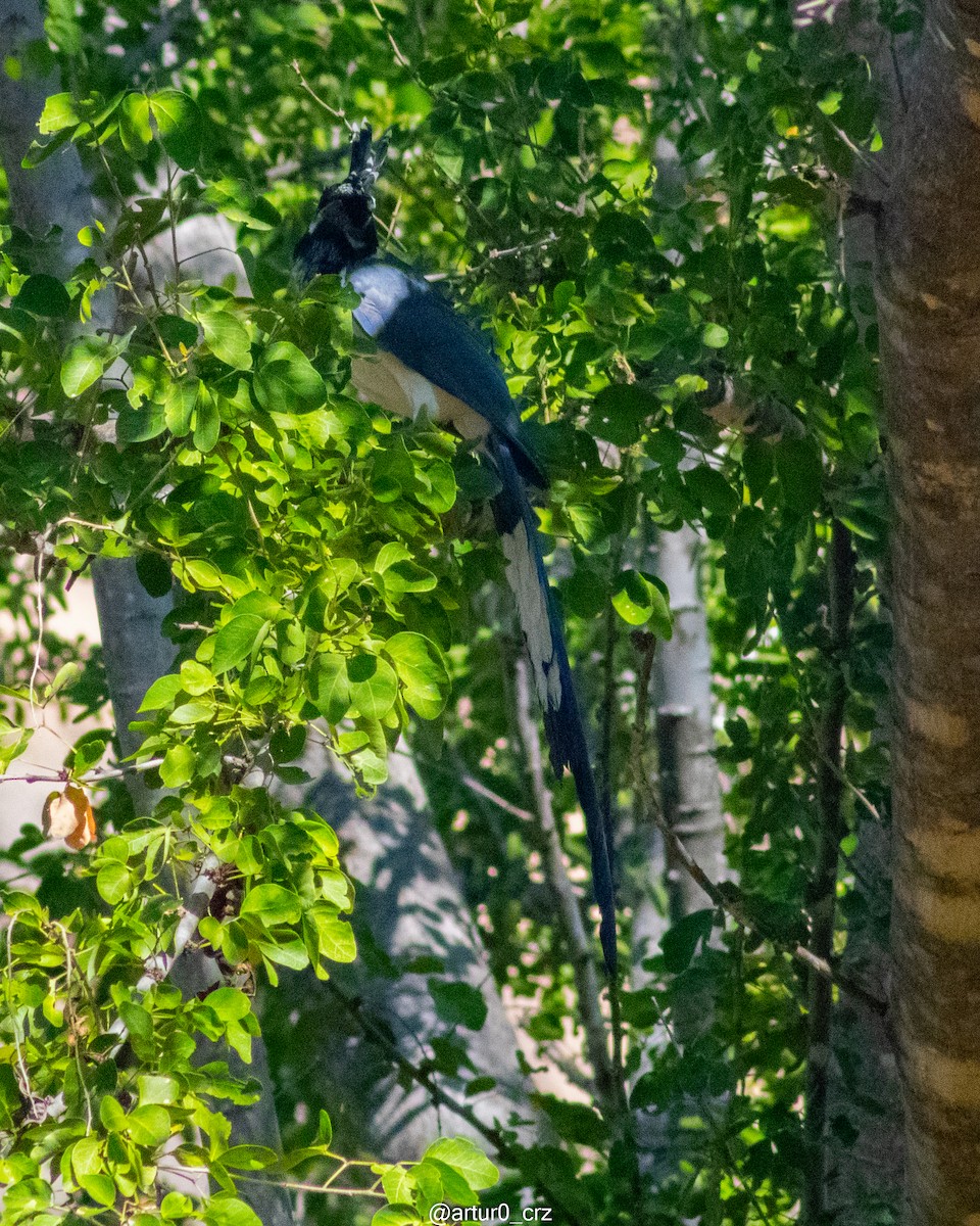 Black-throated Magpie-Jay - ML639735814
