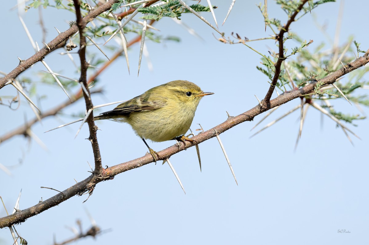 Brooks's Leaf Warbler - ML639735936