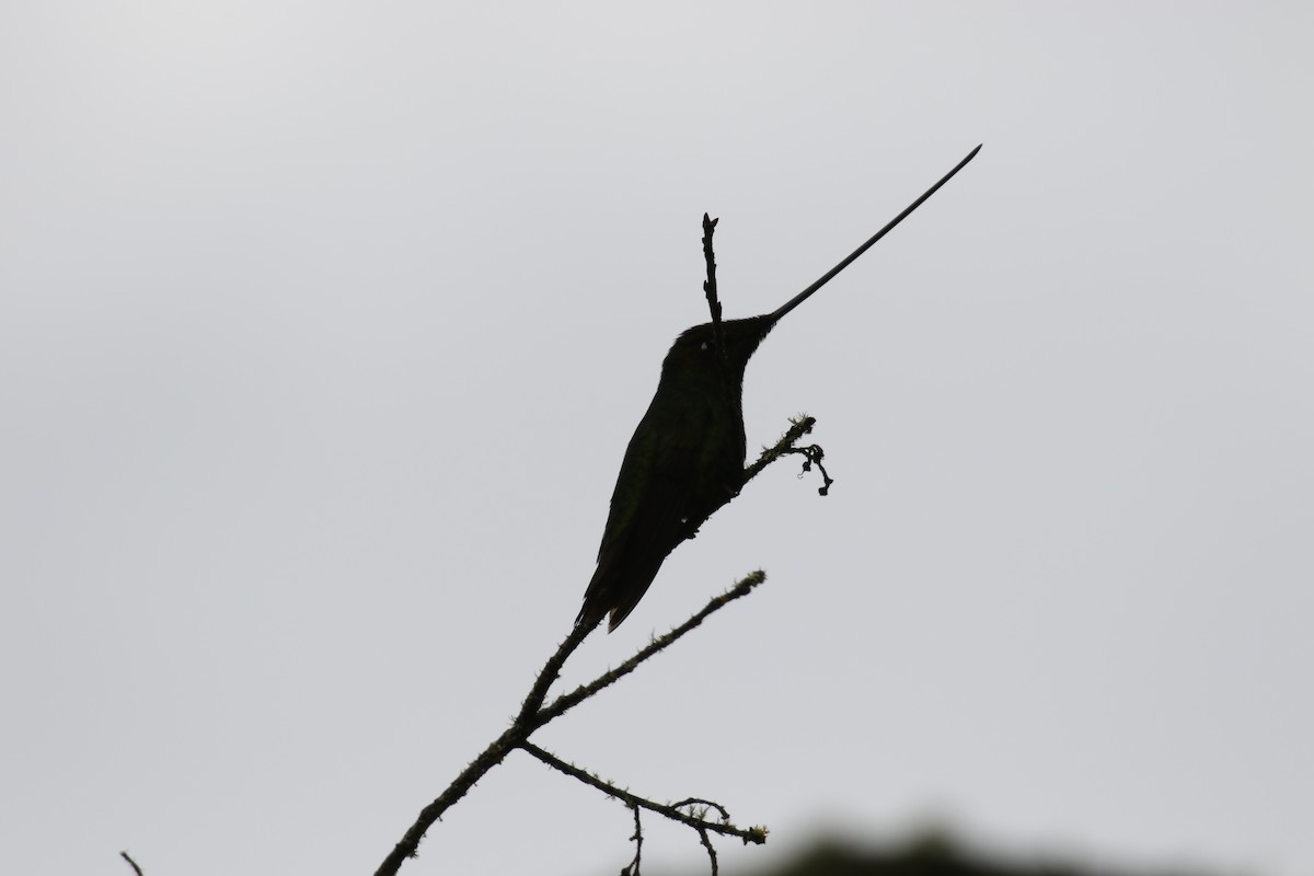 Colibri porte-épée - ML639736001