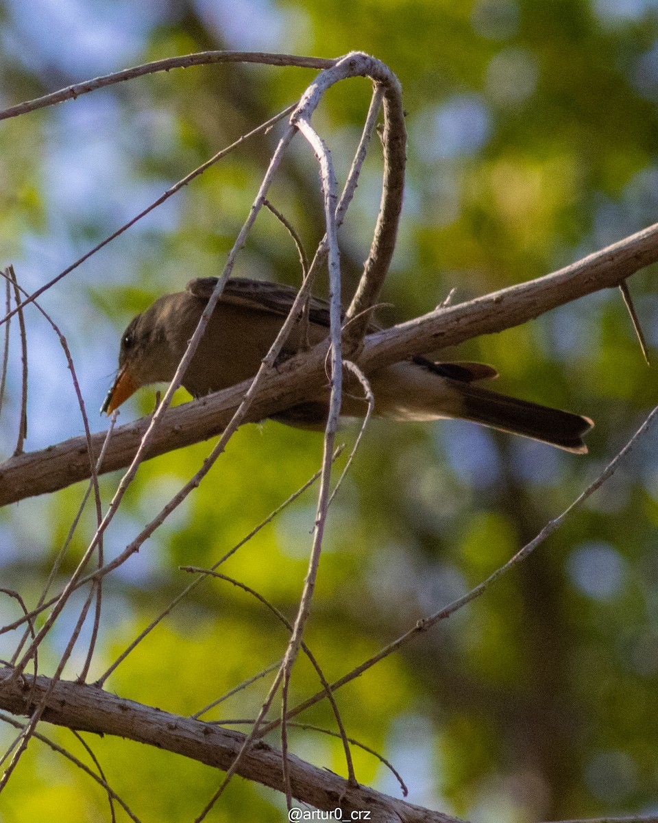 Greater Pewee - ML639736018