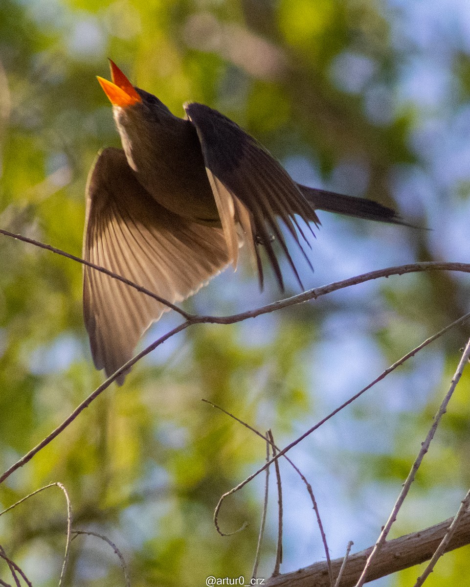 Greater Pewee - ML639736021