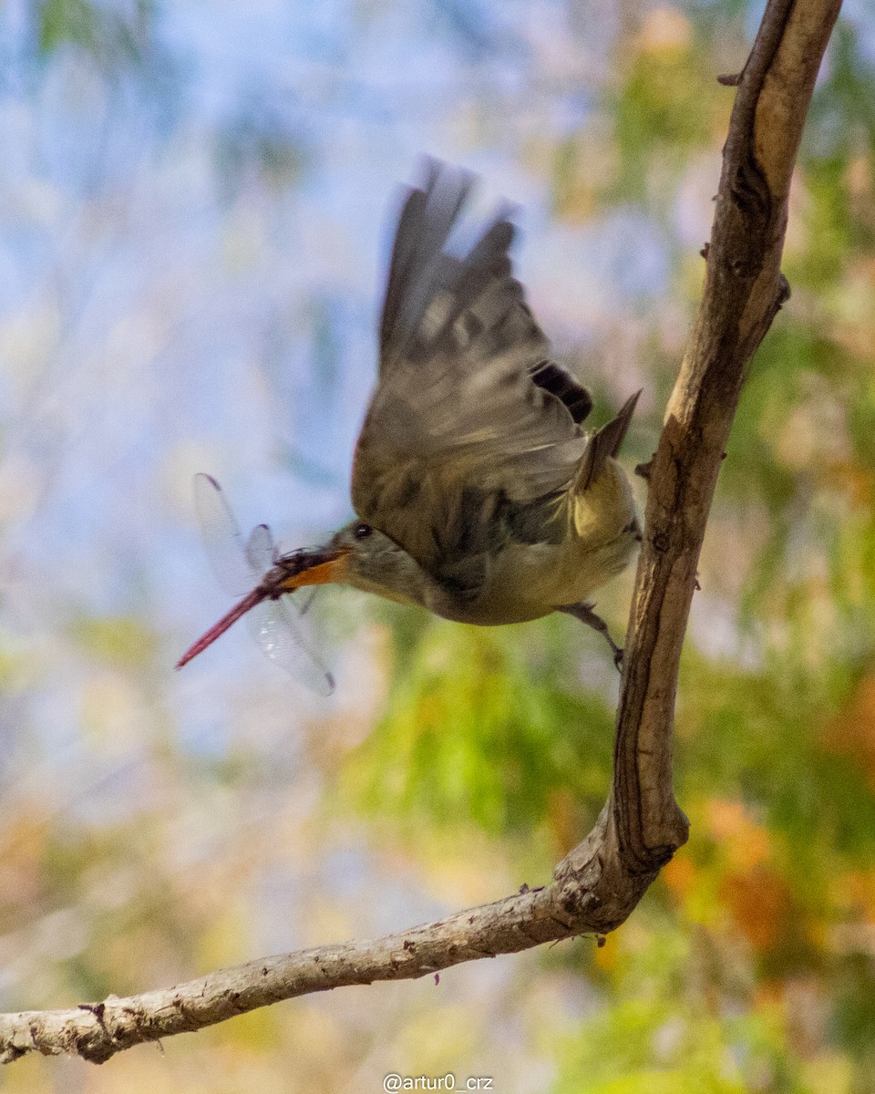 Greater Pewee - ML639736053