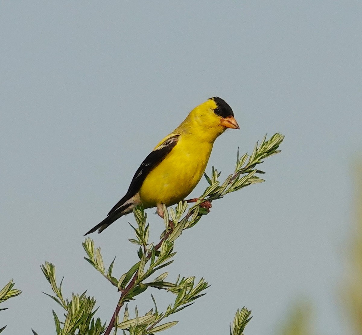 American Goldfinch - ML639736061