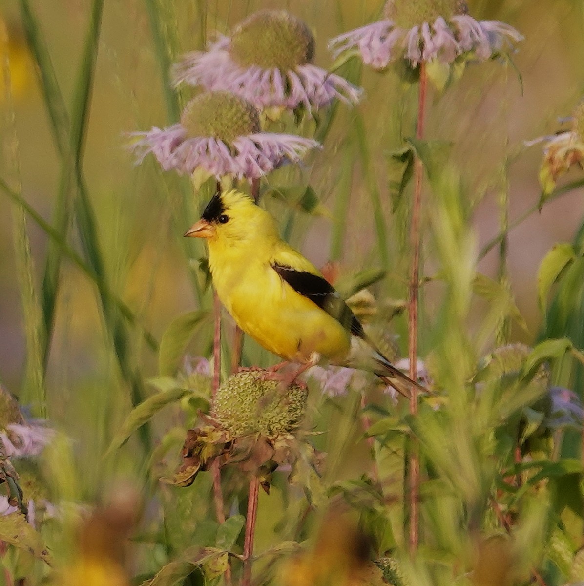 American Goldfinch - ML639736065