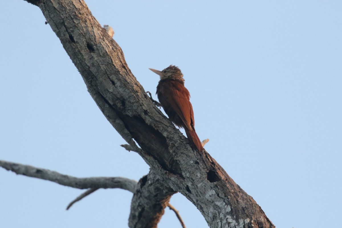 Straight-billed Woodcreeper - ML639736075