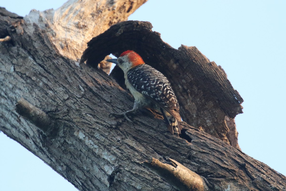 Red-crowned Woodpecker - ML639736086