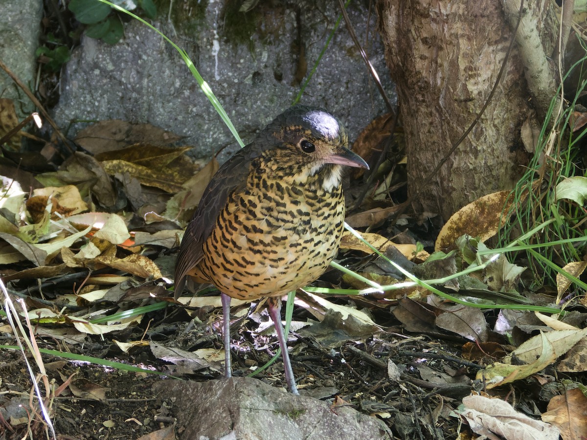 Undulated Antpitta - ML639736112