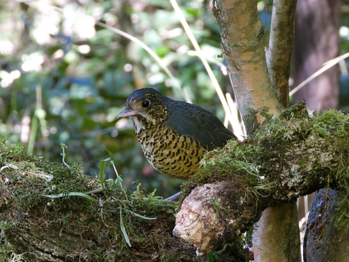 Undulated Antpitta - ML639736113