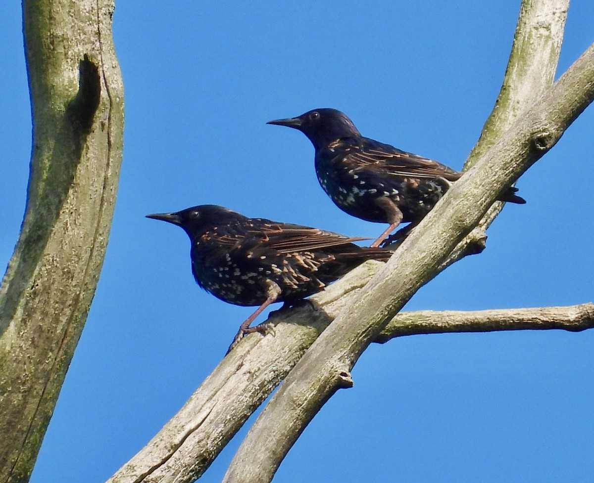 European Starling - ML639736211