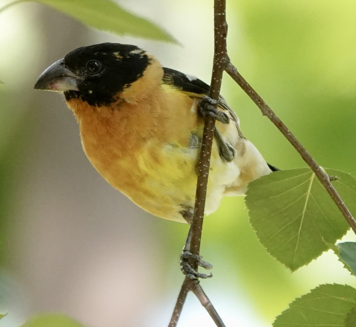 Black-headed Grosbeak - ML639736274