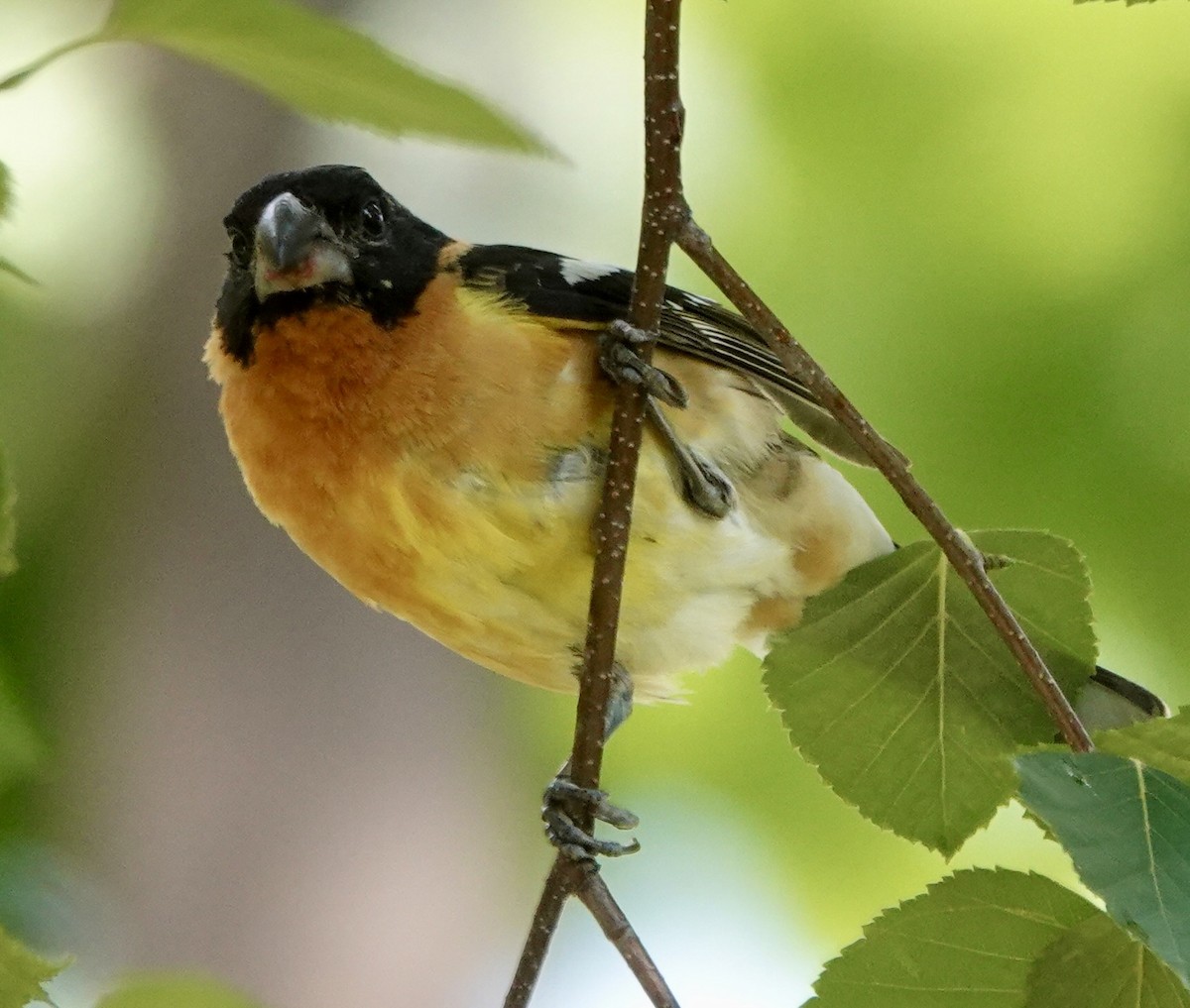 Black-headed Grosbeak - ML639736285
