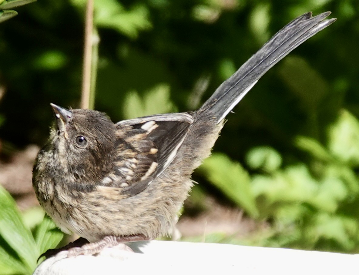 Spotted Towhee (maculatus Group) - ML639736302