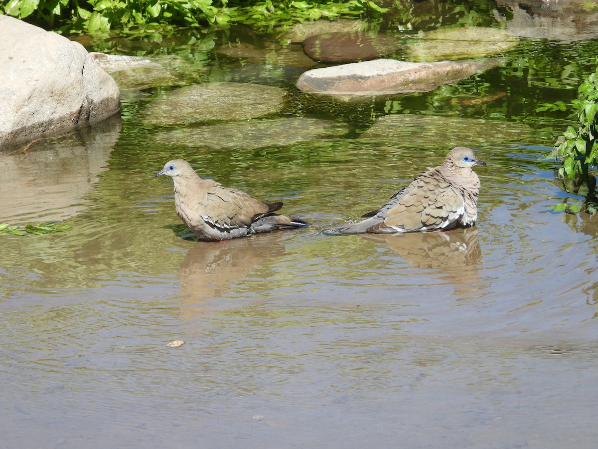 Peru Kumrusu - ML639736382