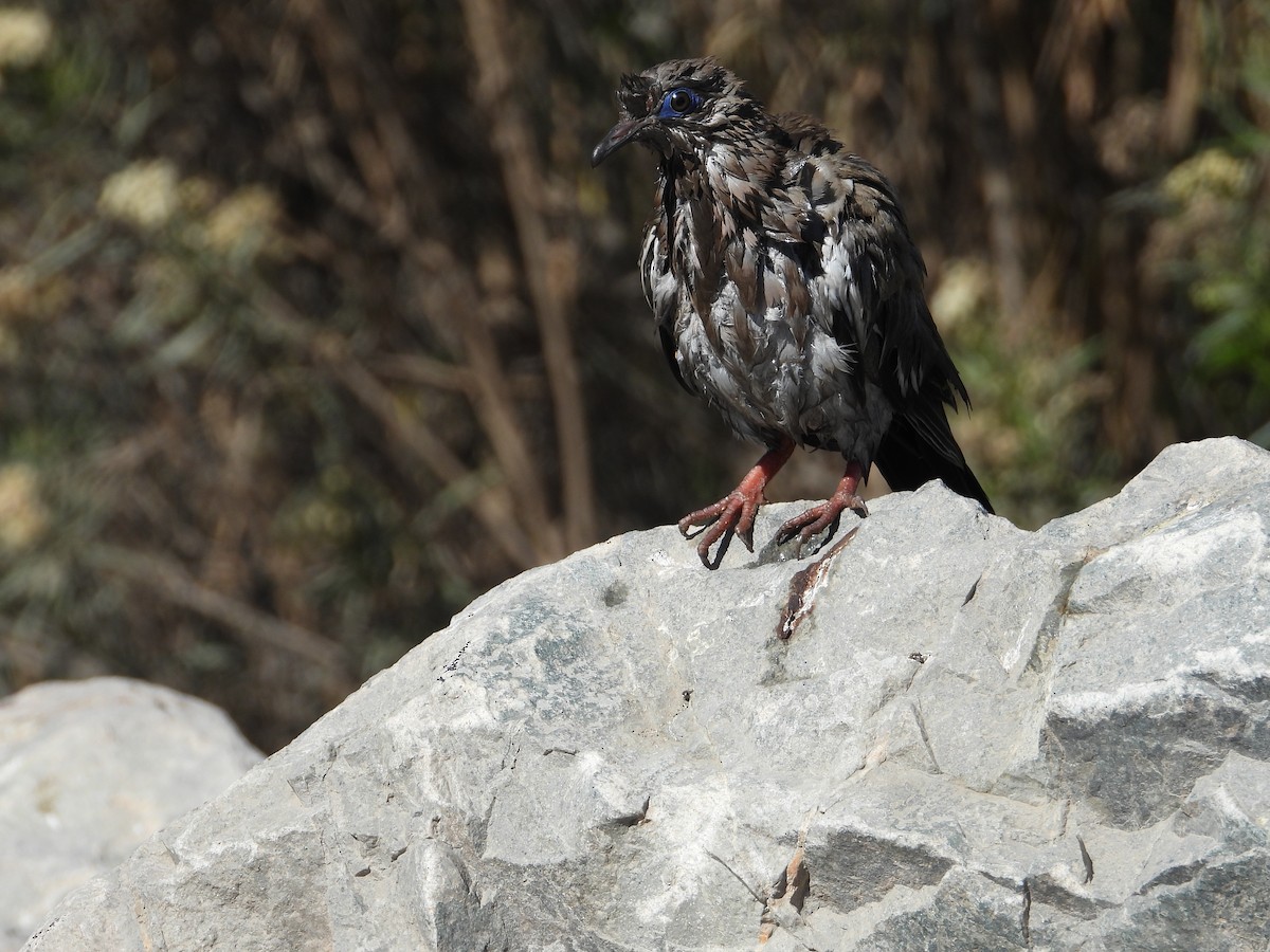 Peru Kumrusu - ML639736383