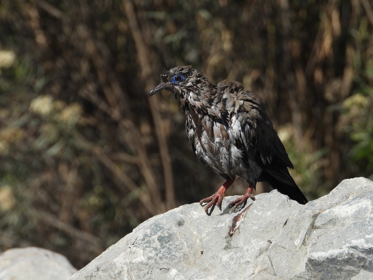 Peru Kumrusu - ML639736384