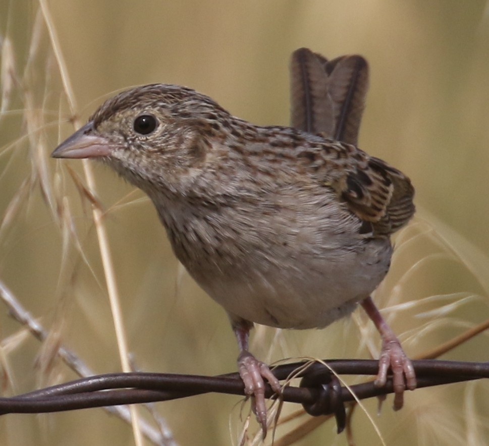 Cassin's Sparrow - ML639736486