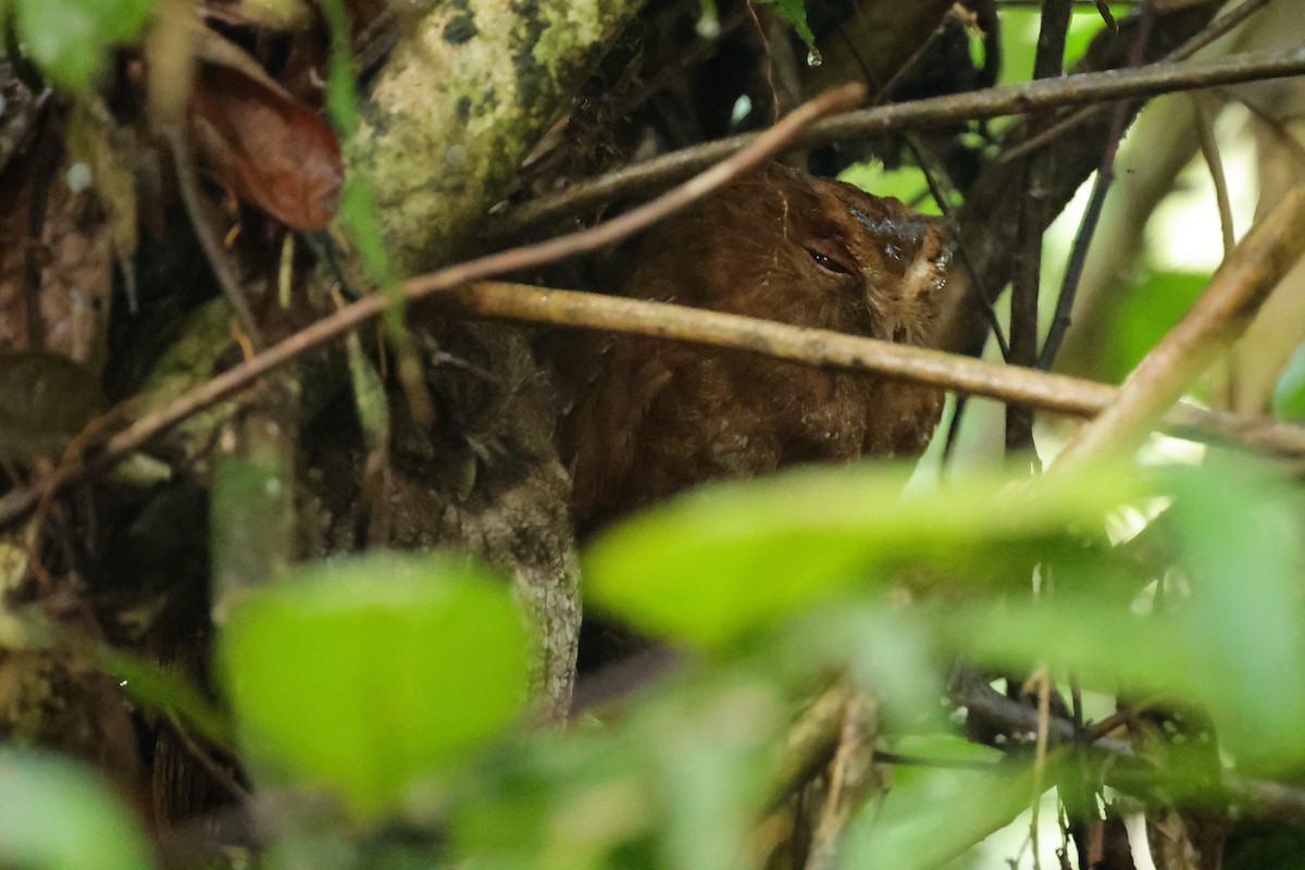 Choco Screech-Owl - ML639736544