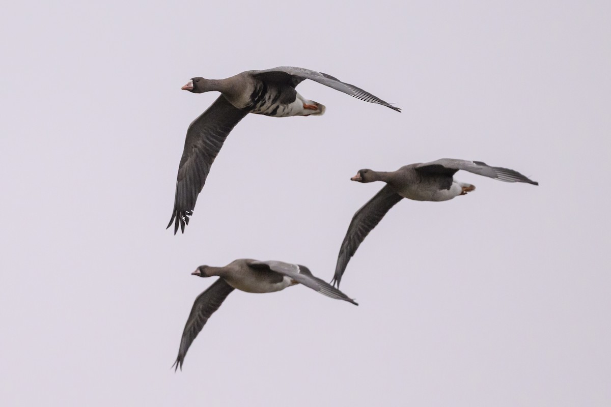 Greater White-fronted Goose (Eurasian) - ML639736632